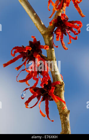 Fiori su un ibrido amamelide Hamamelis x intermedia . Giardino arbusto, POWYS, GALLES. Febbraio. Foto Stock