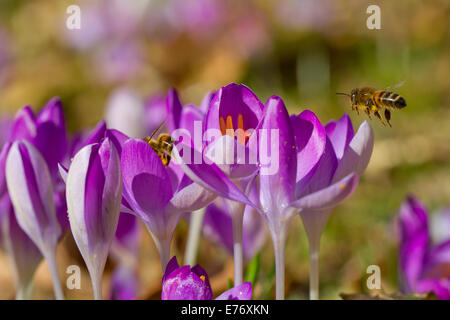 Western miele delle api (Apis mellifera) lavoratori alimentare sui fiori di Crocus (Crocus sp.) in un giardino. Powys, Galles. Febbraio. Foto Stock