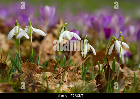 Snowdrops (Galanthus nivalis) fioritura in un bosco giardino. Powys, Galles. Febbraio. Foto Stock