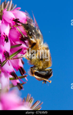 Hoverfly o Dronefly (Eristalis pertinax) adulto vola antenna pulizia, poggiante su inverno-fioritura di erica Erica x darleyensis. Foto Stock