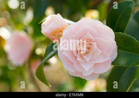 Camelia (Camellia japonica) il desiderio fioritura. Carmarthenshire, Galles. Marzo. Foto Stock