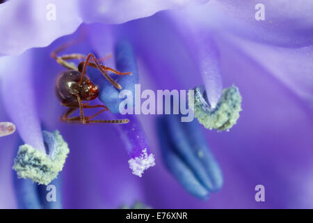 Nero Garden Ant (Lasius niger) adulto lavoratore in un fiore di giacinto in un giardino. Seaford, Sussex. Aprile. Foto Stock