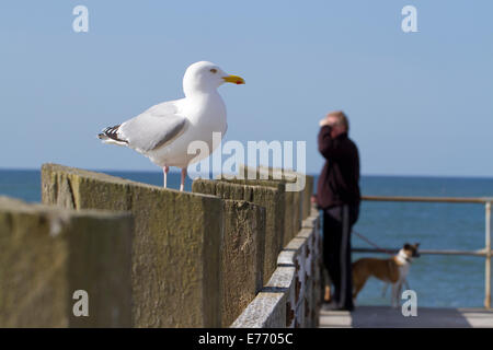 Aringa Gabbiano (Larus argentatus) adulto. In piedi su un molo sul mare, con un cane-walker dietro. Seaford, Sussex. Aprile. Foto Stock