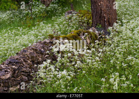 Mucca prezzemolo (Anthriscus sylvestris) fioritura accanto a un dry-muro di pietra. Sul Causse de Gramat, lotto regione, Francia. Aprile. Foto Stock