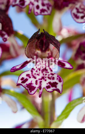 Signora Orchidea (Orchis purpurea) close-up di un fiore su un fiore spike. Sul Causse de Gramat, lotto regione, Francia. Aprile. Foto Stock