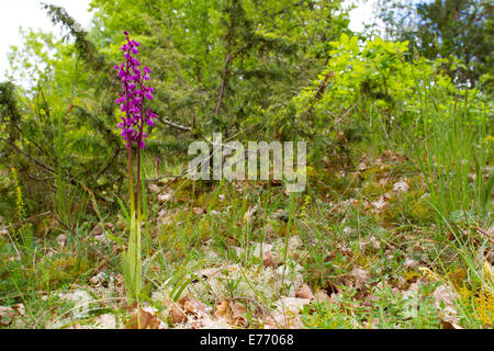 Inizio orchidea viola (Orchis mascula) fioritura in aprire il bosco di pietra calcarea. Sul Causse de Gramat, lotto regione, Francia. Aprile. Foto Stock