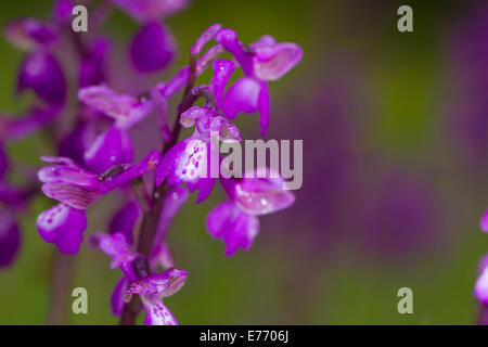 Verde-winged Orchid (Anacamptis morio) fioritura. Sul Causse de Gramat, lotto regione, Francia. Aprile. Foto Stock