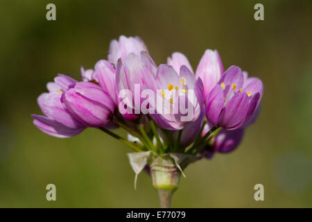 Fiori di colore rosato l'aglio (allium roseum). Montagne de la Clape. Aude, Francia. Maggio. Foto Stock
