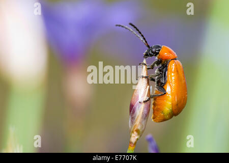 Scarlet Lily Beetle (Lilioceris lilii) femmina adulta tra Aphyllanthes (Aphyllanthes monspeliensis). Foto Stock