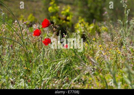 Il mais di papavero (Papaver rhoeas) fioritura tra gli altri fiori selvaggi sul bordo di un vigneto. Montagne de la Clape, Aude, Francia. Foto Stock