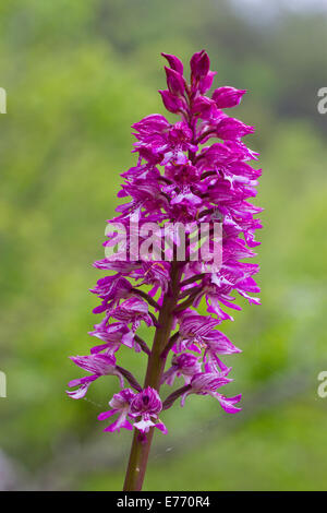 Hybrid orchid. Flowerspike di un ibrido tra una signora Orchidea (Orchis purpurea) e un orchidea militare (Orchis militaris). Foto Stock