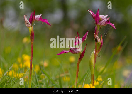 Linguetta di orchidee (Serapias lingua) fioritura. Col de Calzan, Pirenei Ariège, Francia. Maggio. Foto Stock