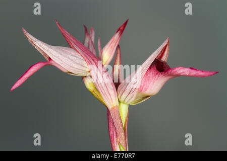 Linguetta Orchidea (Serapias lingua) fioritura contro pioggia nuvole. Col de Calzan, Pirenei Ariège, Francia. Maggio. Foto Stock