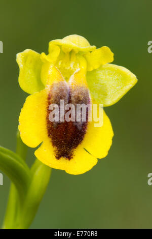 Yellow Bee Orchid (Ophrys lutea) close-up di un unico fiore. Col de Calzan, Pirenei Ariège, Francia. Maggio. Foto Stock