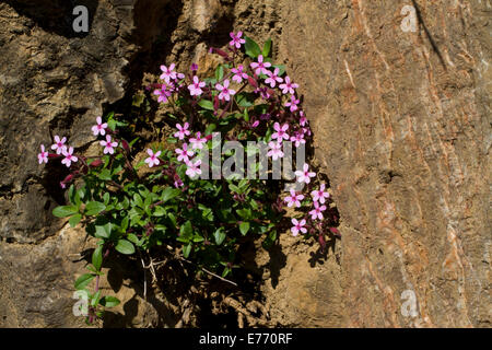 Rock Soapwort (Saponaria ocymoides) fioritura su una parete di roccia. Pirenei Ariège, Francia. Maggio. Foto Stock