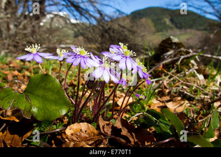 Hepatica ( Hepatica nobilis) fioritura nel bosco aperto subito dopo lo scioglimento delle nevi. Pirenei Ariège, Francia. Maggio. Foto Stock