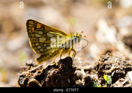 Skipper a scacchi (Carterocephalus palaemon) adulto butterfly sali potabile da sterco di vacca. Pirenei Ariège, Francia. Maggio. Foto Stock