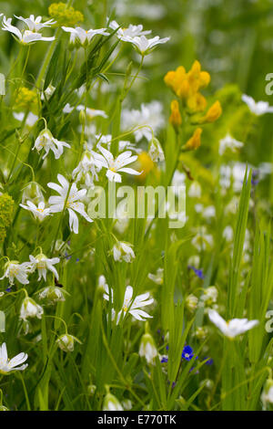 Coltivazione di fiori di campo in corrispondenza di un bordo di una tradizionale prato da fieno, con maggiore Stitchwort (Stellaria holostea) Meadow Vetchling (listello Foto Stock