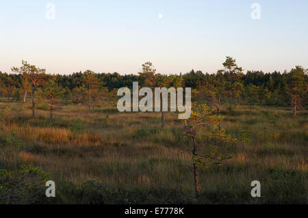 Paesaggio di sera, Riisa Bog, Soomaa National Park, la contea di Pärnu, Estonia, Europa Foto Stock