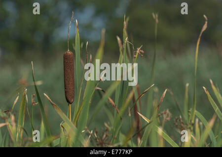 Close-up di gatto-coda / maggiore Reedmace / Giunco -Typha latifolia Foto Stock