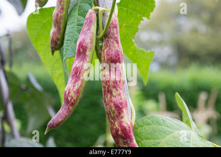 Borlotto Fagioli "lingua di fuoco" (Phaseolus vulgaris) che cresce su un grafico di vegetali. Regno Unito. Foto Stock