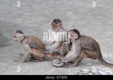 La famiglia felice (nella scimmia la concezione) in Misahualli, Amazon, Ecuador Foto Stock