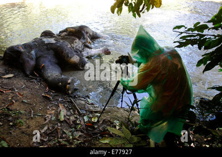 Aceh, Indonesia. 7 Sep, 2014. Un attivista ambientale ispeziona un morto elefante di Sumatra presumibilmente uccisi dai cacciatori di frodo per le sue zanne di Krueng Sabee villaggio nella provincia di Aceh, Indonesia, Sett. 7, 2014. L'elefante è stato trovato morto domenica con le zanne rimosso. Dell Indonesia elefanti in pericolo sull isola di Sumatra sono minacciate dalla perdita di habitat e la caccia di frodo. Credito: Junaidi/Xinhua/Alamy Live News Foto Stock