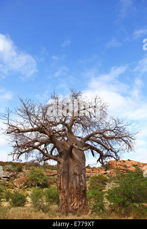 Baobab, Scimmia-albero del pane, Mapungubwe National Park, Sud Africa, Adansonia digitata Foto Stock