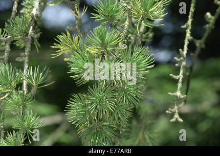 Il cedro del Libano Cedrus libani (Pinaceae) Foto Stock