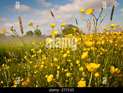 Renoncules fioritura su un luminoso giorno di estate lungo una strada rurale in Herefordshire, UK. Foto Stock