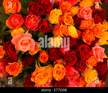 Ammassato display del rosso, rosa e giallo rose del mercato dei fiori in Aix-en-Provence Francia Foto Stock