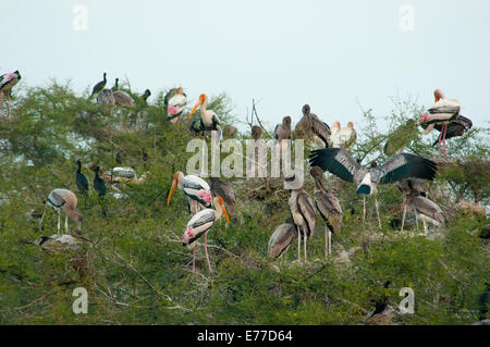 Dipinto di cicogne (Mycteria leucocephala) in Bharatpur Bird Sanctuary, Parco Nazionale di Keoladeo, Bharatpur Rajasthan, India. Foto Stock