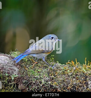 Marrone e blu bird, femmina rosso-fiancheggiata Bluetail (Tarsiger cyanurus), in piedi sul log, profilo posteriore Foto Stock