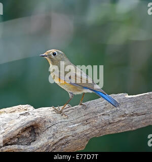 Marrone e blu bird, femmina rosso-fiancheggiata Bluetail (Tarsiger cyanurus), in piedi sul log, profilo posteriore Foto Stock