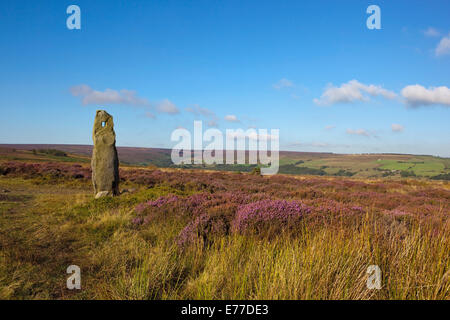 Un antica pietra permanente tra grassy fioritura viola heather moorland sulla North York Moors sotto un cielo blu Foto Stock