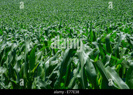 Campo di mais dettaglio Foto Stock