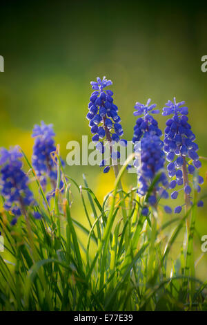 Uva giacinti fiori Foto Stock