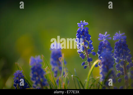 Uva giacinti fiori Foto Stock