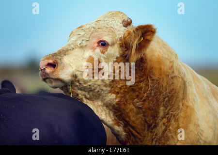 Bovini da carne mandria nutrice su paludi Cley Norfolk Foto Stock