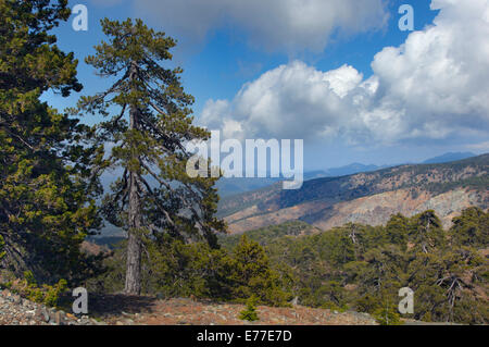 Antica Pino nero Pinus nigra Troodhos nel Parco Nazionale di Cipro Foto Stock