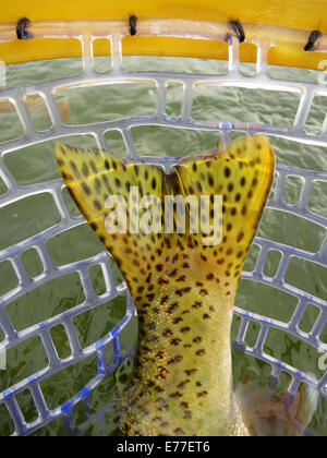 La trota arcobaleno catturati durante la pesca con la mosca in Wyoming sulla North Platte River Foto Stock