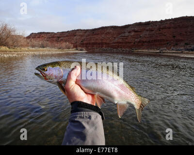 La trota arcobaleno catturati durante la pesca con la mosca in Wyoming sulla North Platte River Foto Stock