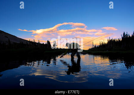 Pesca a Mosca per la trota di fiume in prima serata vicino a Boulder, Colorado, Stati Uniti d'America. Foto Stock