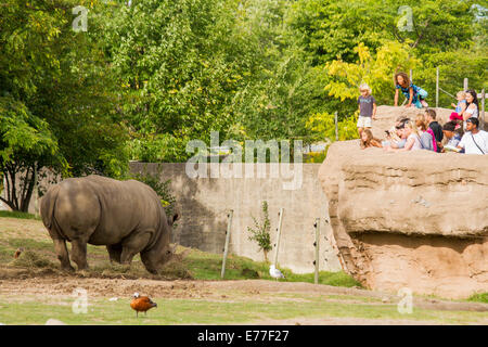 Pericolo di rinoceronte bianco mangiare fieno al Toronto Zoo mentre i visitatori guarda dall'alto. Foto Stock