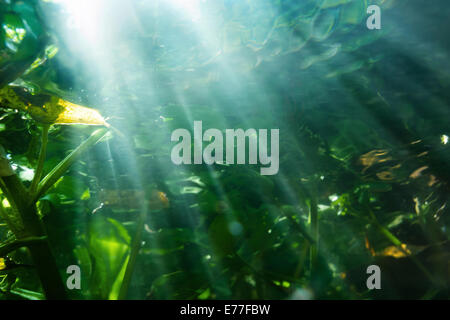 Fondo del fiume darent riverbed chiaro di acqua dolce nella luce del sole ancora pieno di erbacce algale raggi di sole striatura di pensiero acqua Foto Stock