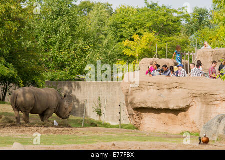 Pericolo di rinoceronte bianco mangiare fieno al Toronto Zoo mentre i visitatori guarda dall'alto. Foto Stock