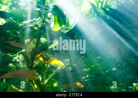 Fondo del fiume darent riverbed chiaro di acqua dolce nella luce del sole ancora pieno di erbacce algale raggi di sole striatura di pensiero acqua Foto Stock