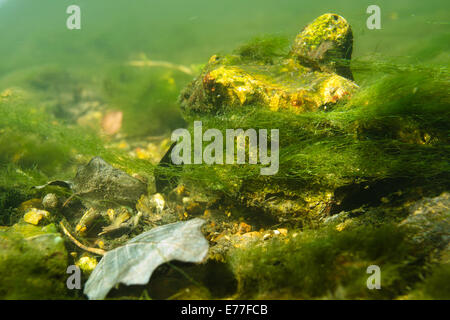 Fondo del fiume darent riverbed chiaro di acqua dolce nella luce del sole ancora pieno di erbacce algale raggi di sole striatura di pensiero acqua Foto Stock