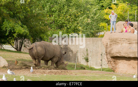 Pericolo di rinoceronte bianco mangiare fieno al Toronto Zoo mentre i visitatori guarda dall'alto. Foto Stock