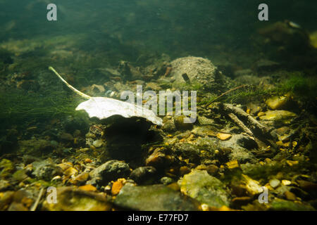 Fondo del fiume darent riverbed chiaro di acqua dolce nella luce del sole ancora pieno di erbacce algale raggi di sole striatura di pensiero acqua Foto Stock